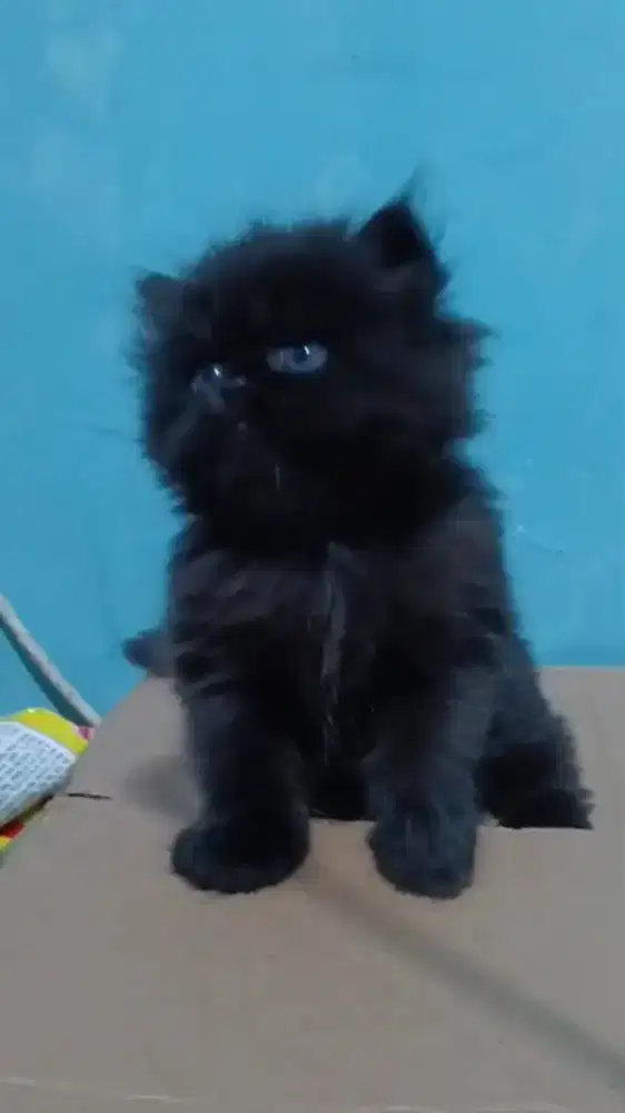 Kitten Persia flatnose