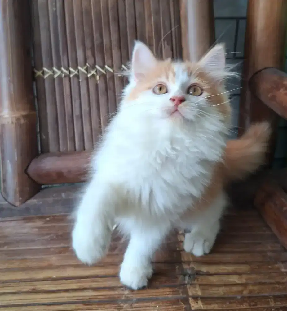 Kitten kucing persia big bone ragdoll betina himalaya