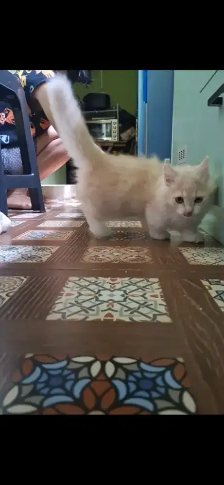 Kucing Munchkin Top Std betina 4 bulan