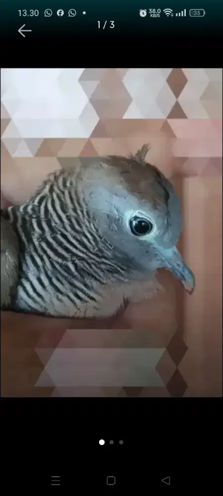 PERKUTUT LOKAL MANGGUNG MURAH