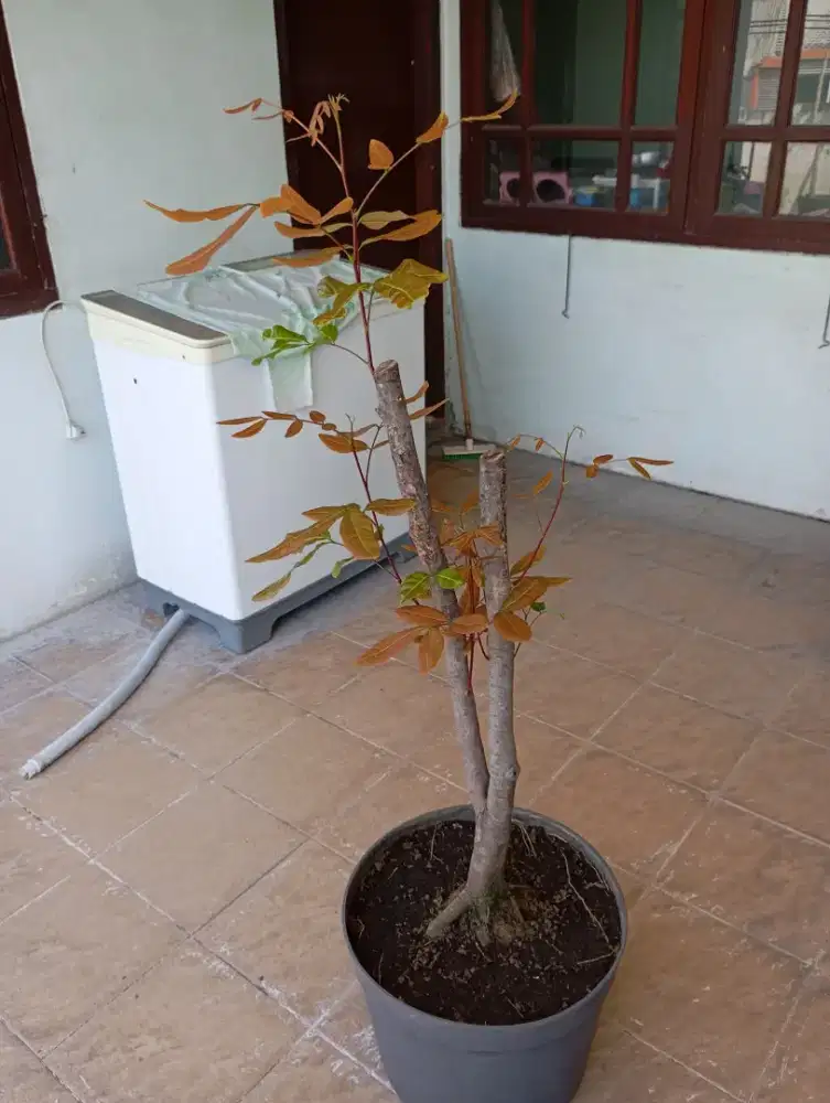 POHON BUAH KELENGKENG