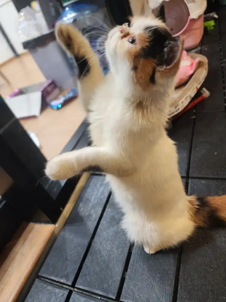 Kitten Persia Calico