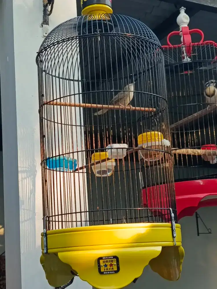 Cigun Ciblek gunung Gacooor