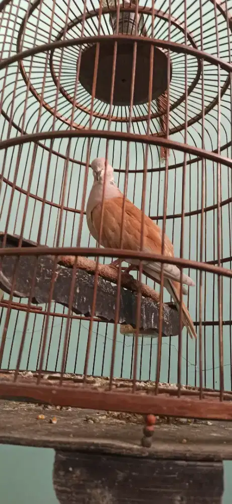 puter pelung gacor warna cantik