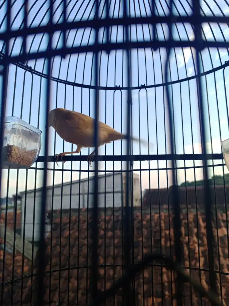 Kenari riwikan kasar jantan