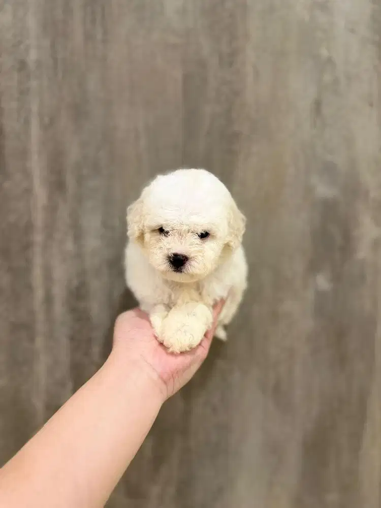Anak anjing bichon frise