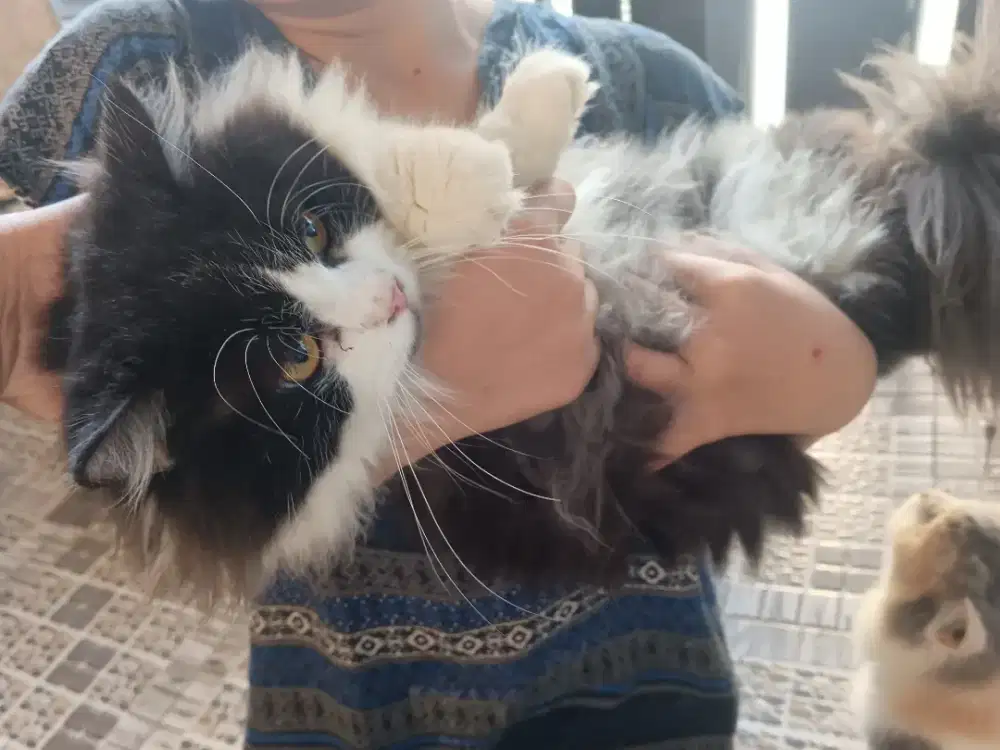 Kucing Jantan Persia bulu lebat