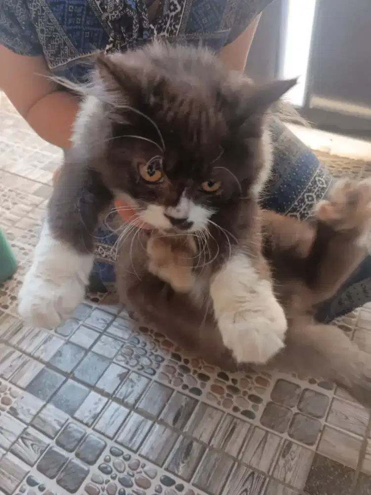 Anabul Persia medium hair gesit