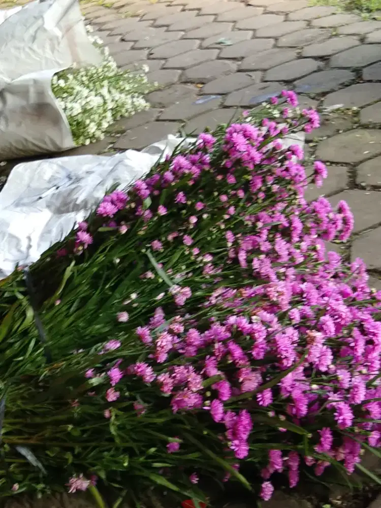 Jual bunga aster dan bunga mawar macem