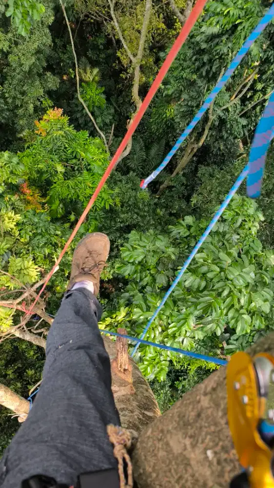 Mesin stihl tebang pohon