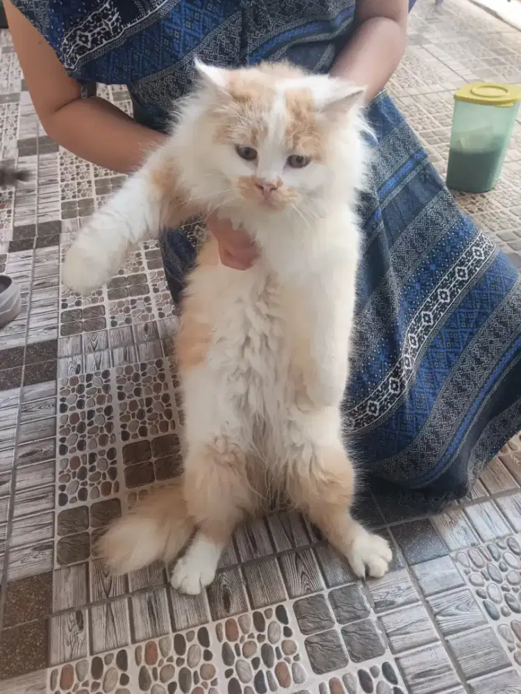 Anabul Persia Oyen bulu halus lebat