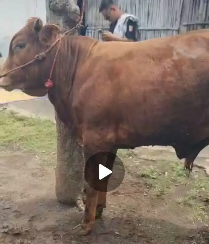 Jual sapi untuk kurban