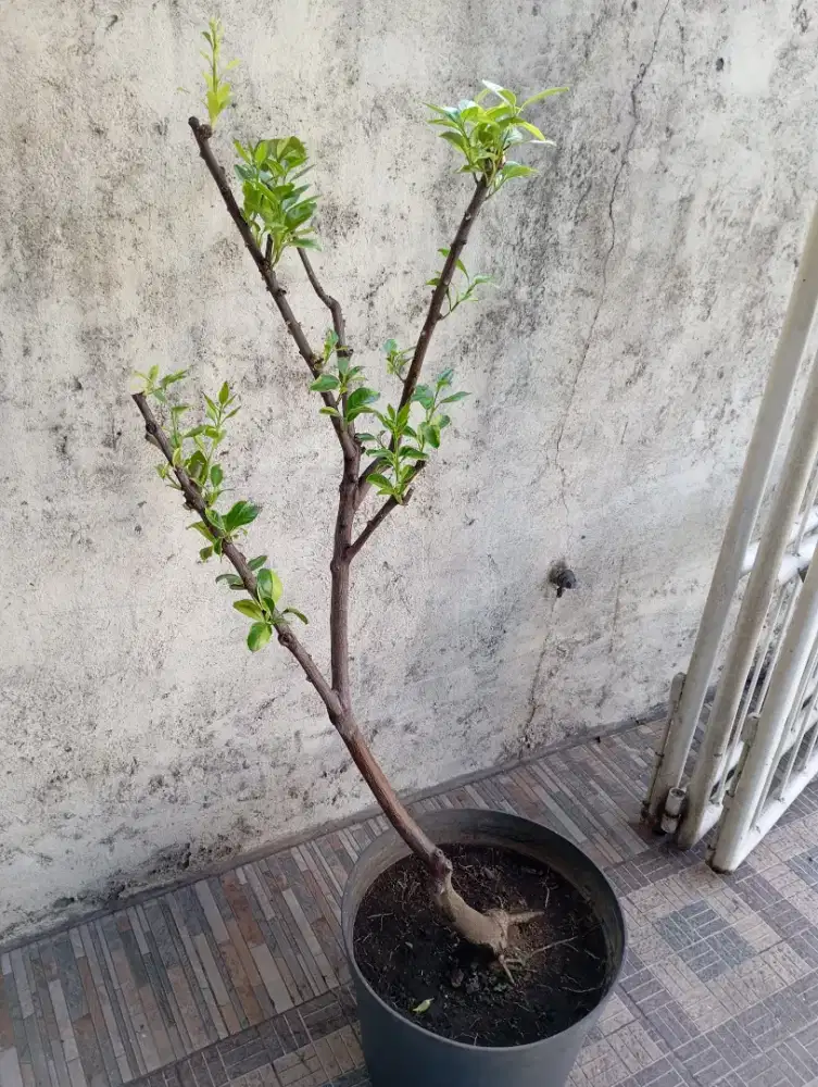 POHON BUAH LEMON VARIGATA