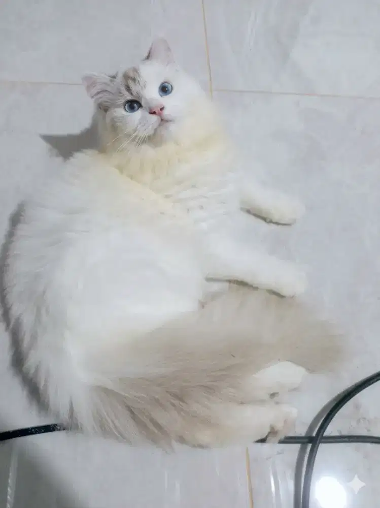 Ragdoll female 5 bulan