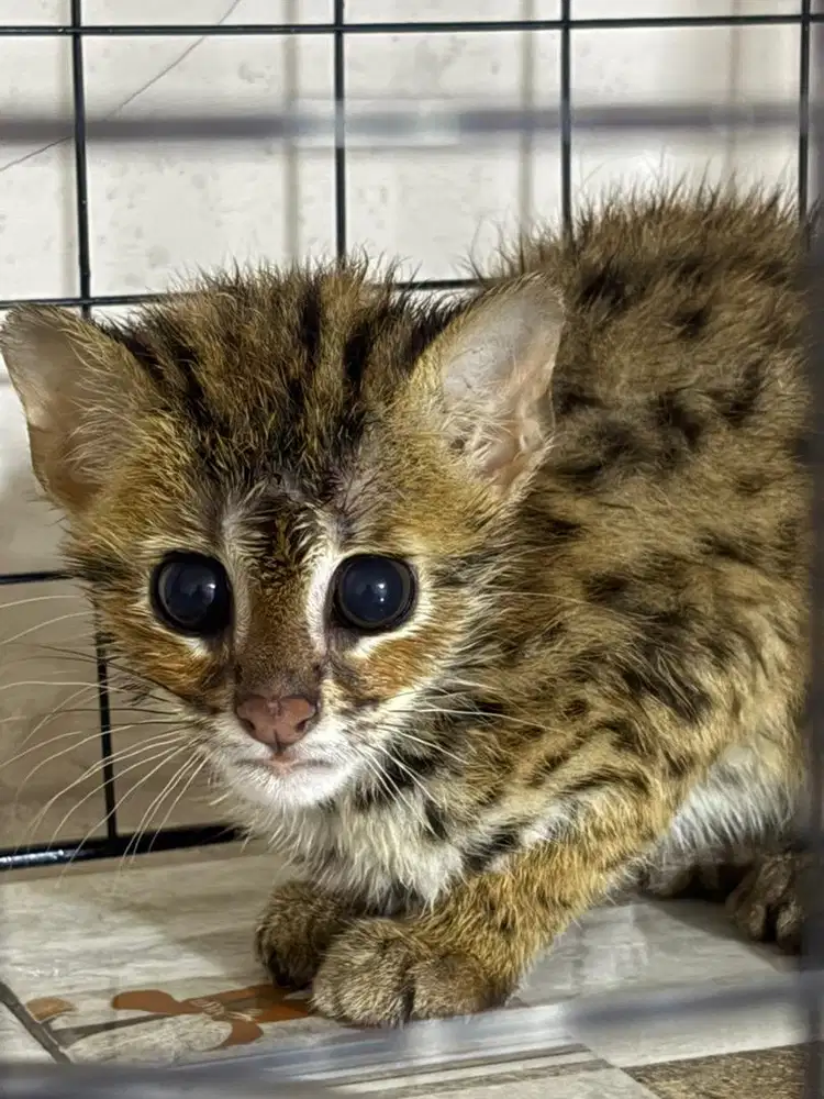 Kucing htn (bisa nego)