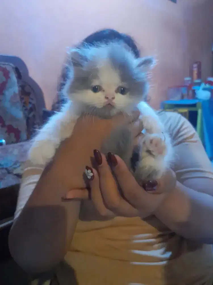 Ready kitten Persia