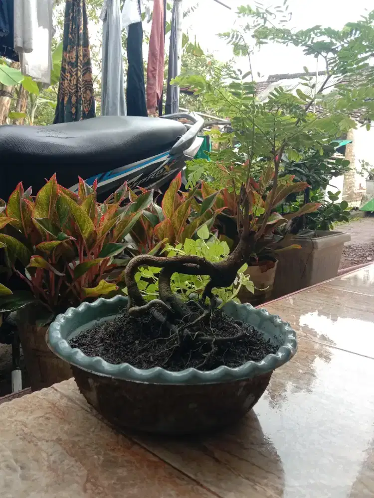 Bonsai Aasam Jawa