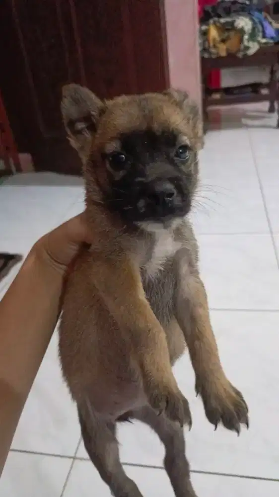 ANAK ANJING BETINA 2BULAN