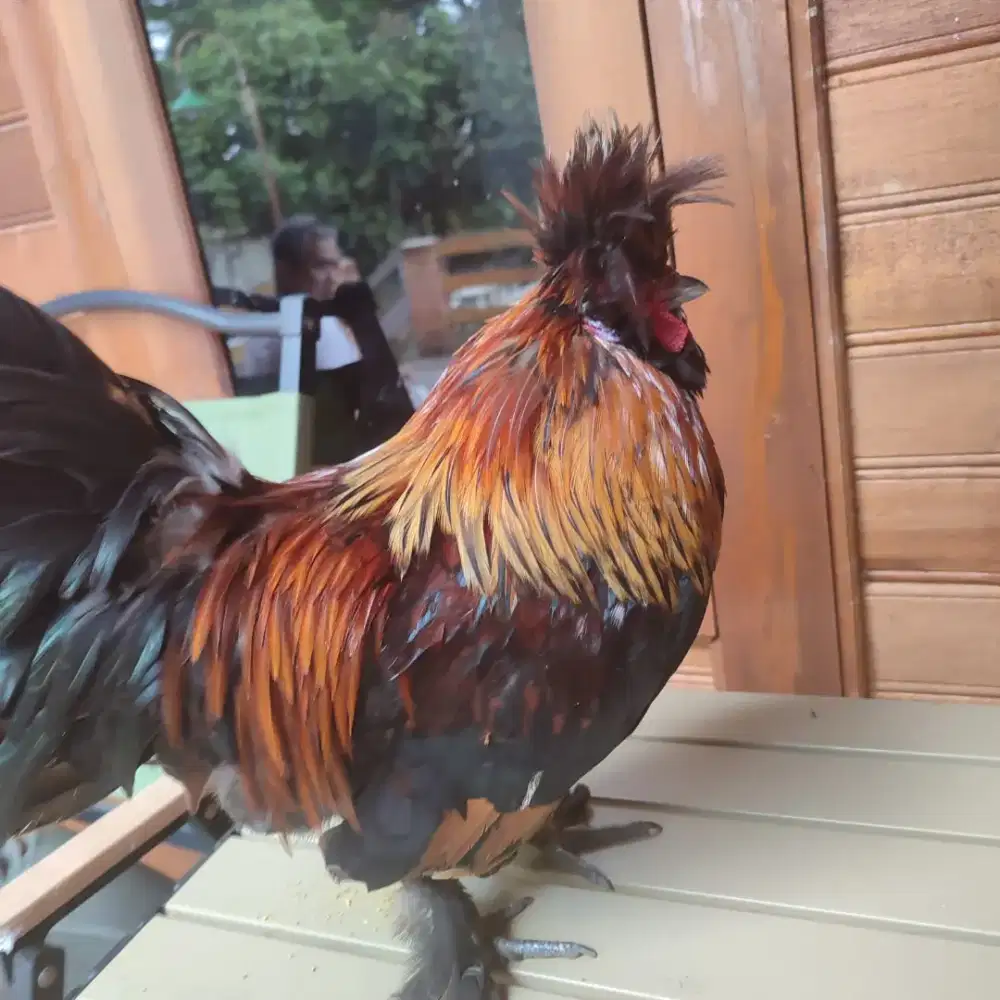 Ayam Poland Hitam Jantan