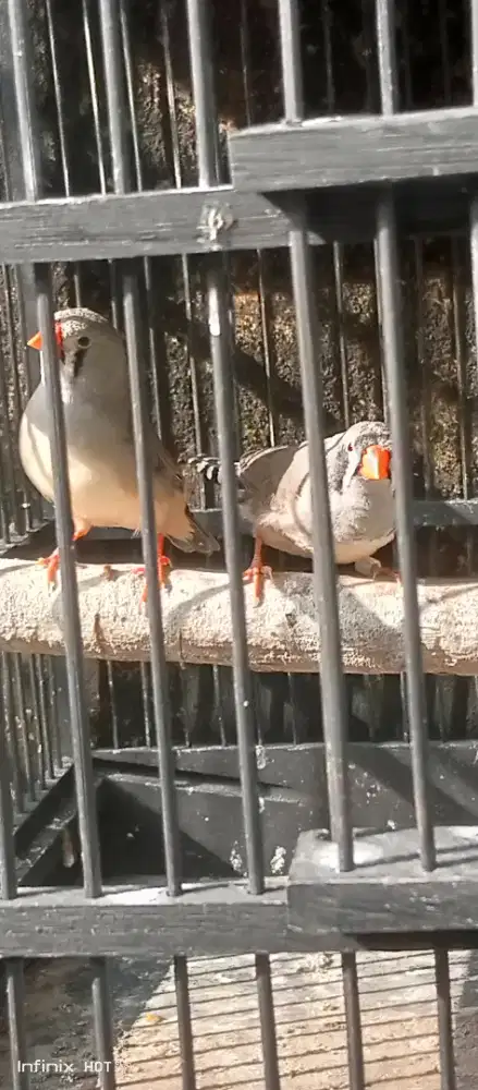 sepasang emprit finc ausy