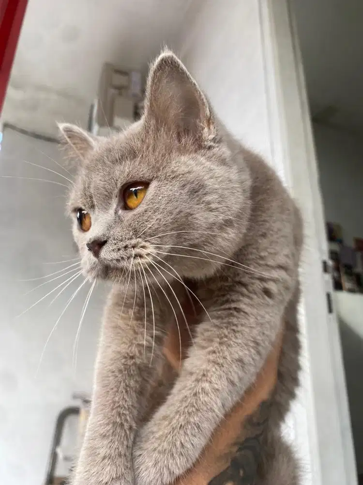 Kucing british short hair