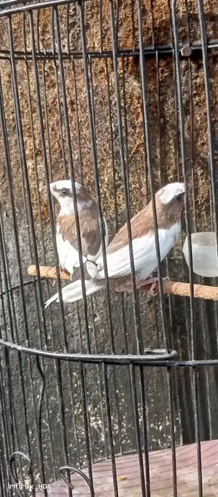 sepasang emprit jepang