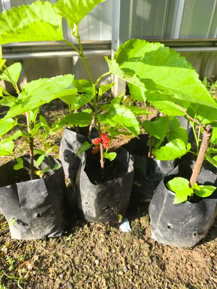 Bibit Tanaman Murbei Buah Besar Manis