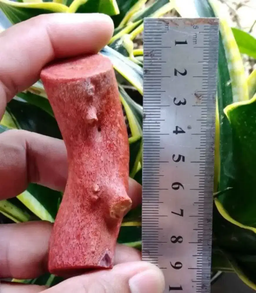 Batu Karang Merah Original (Red coral)