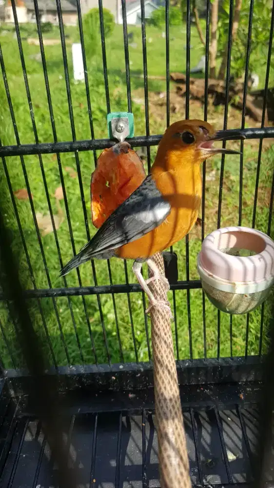 anis merah jantan 100%