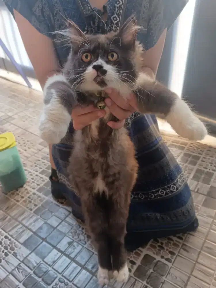 Anabul Persia medium hair