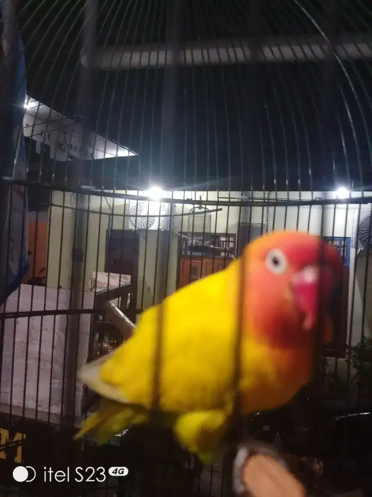 Dijual burung Lovebird
