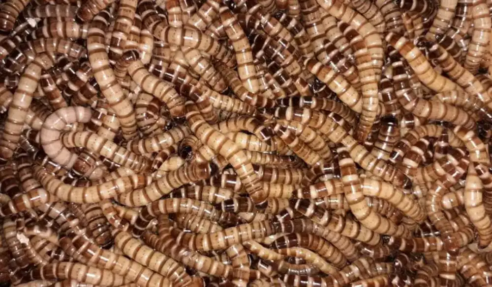 ULAT JERMAN 1 KG MONTOK