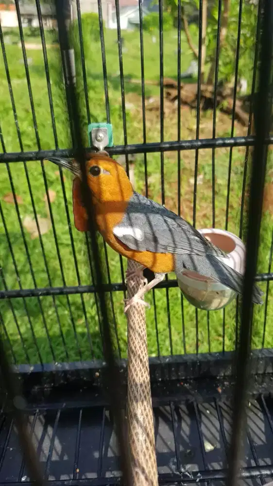 anis merah jantan 100%