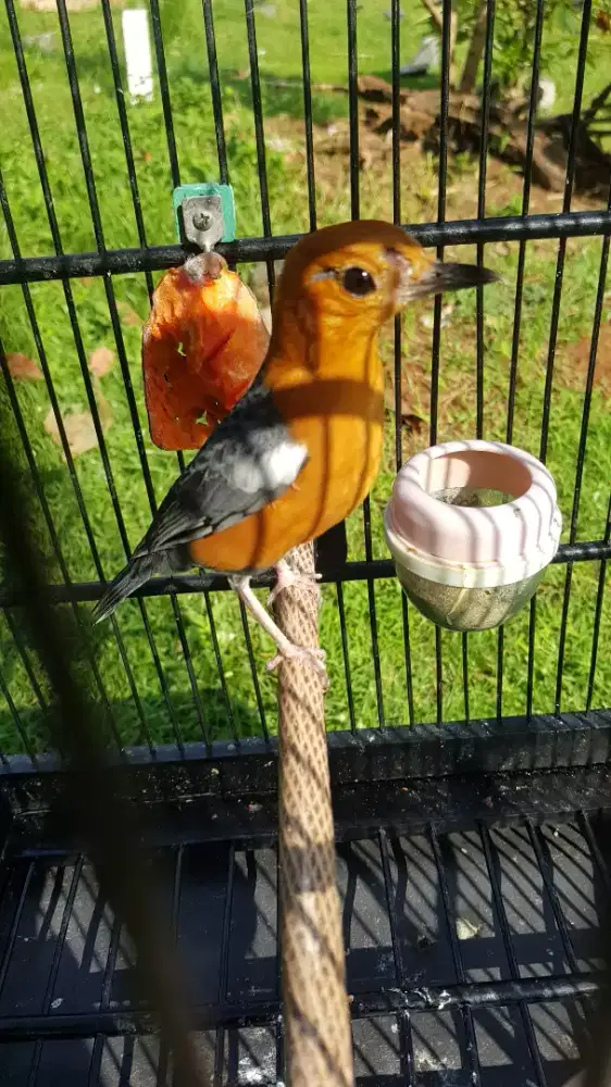 anis merah macet jantan 100%