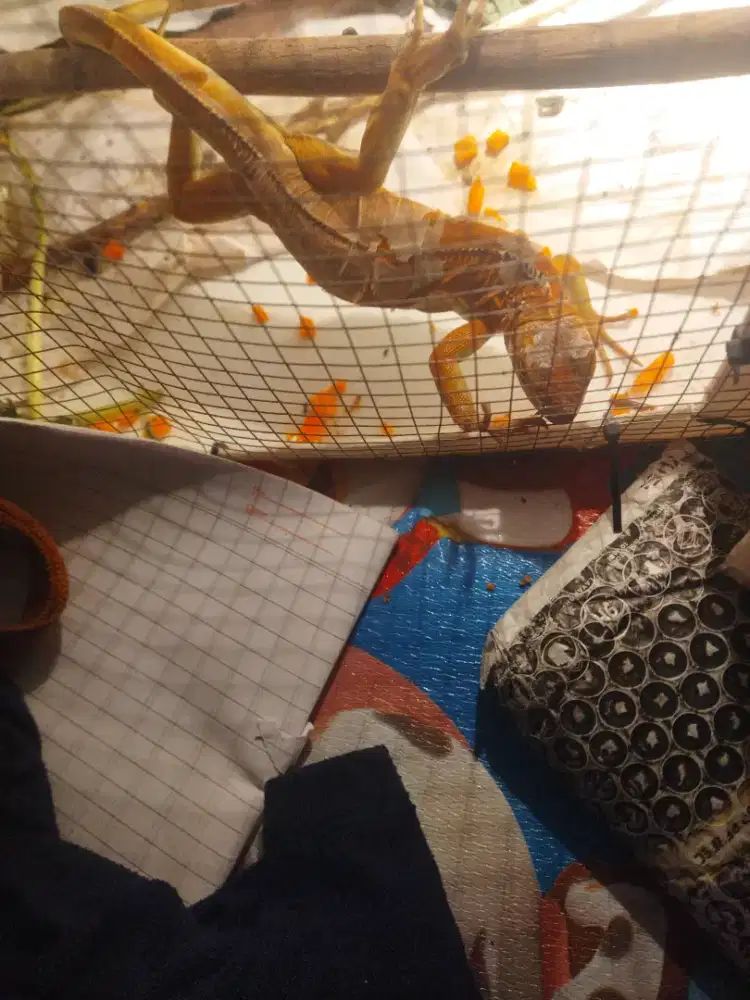 Iguana super red 40cm