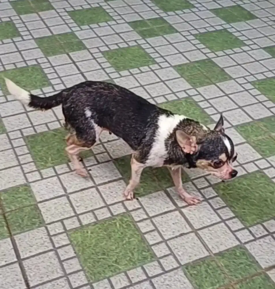 Chihuahua betina dewasa