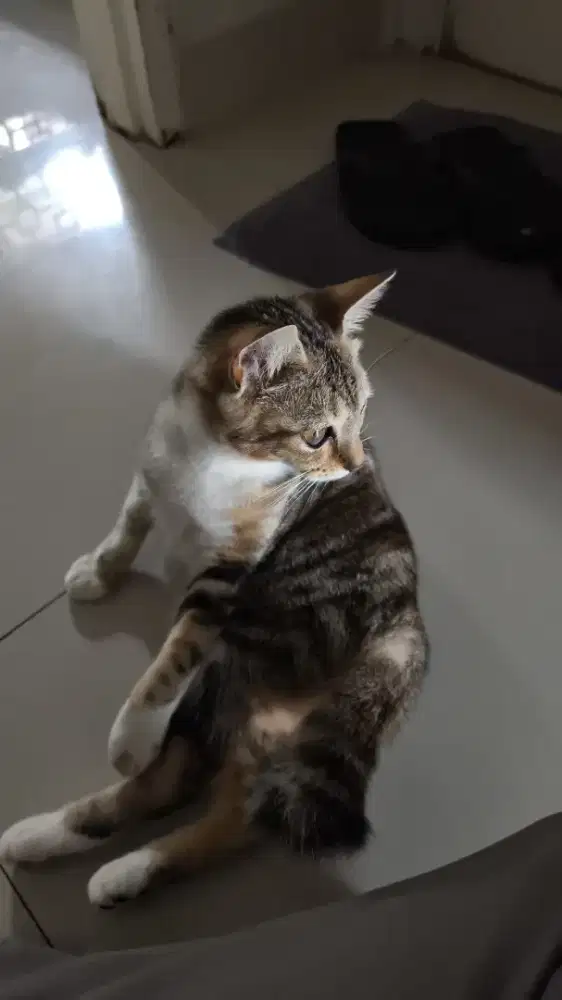 Dicari ART, jujur, rajin, dan penyayang kucing