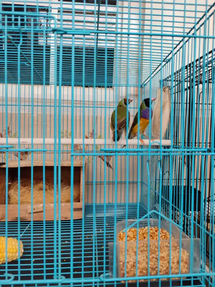 Burung Gould amadin sepasang indukan