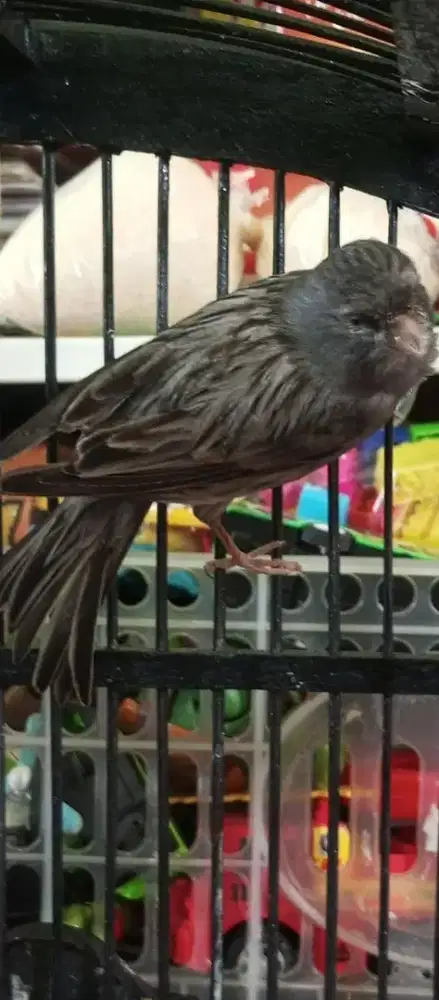 Kenari F1 Starblue muka barong body besar