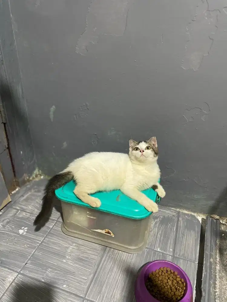 Kitten Scottish fold jantan 3bln