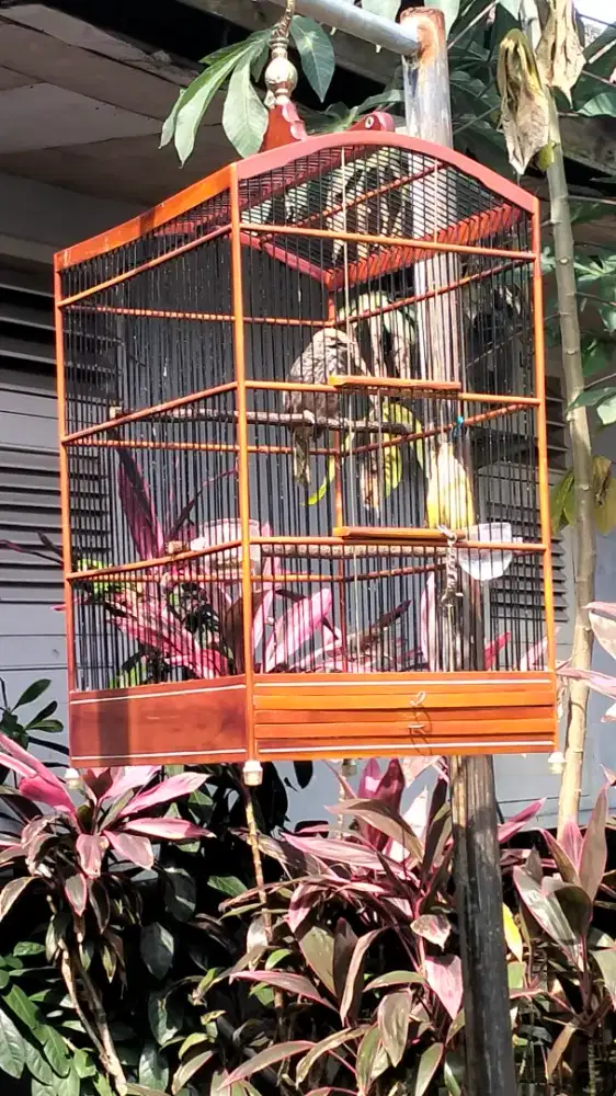 Cucak rowo betina mapan