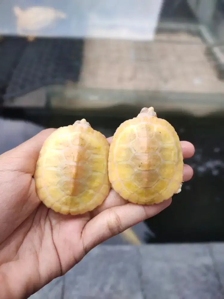 kura air res albino baby 5cm