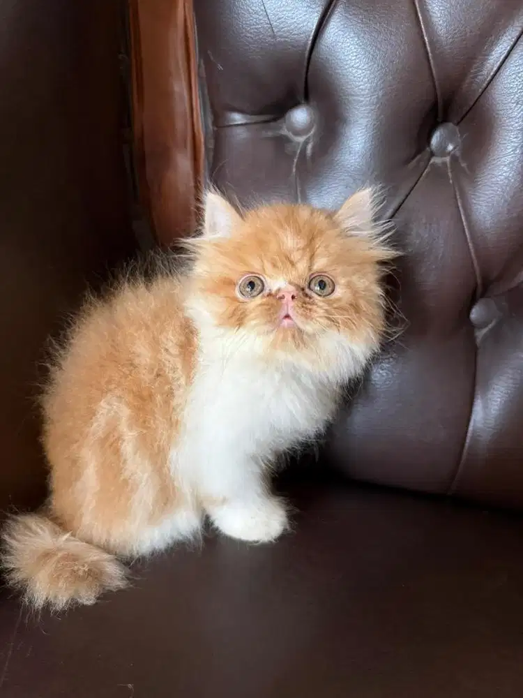 Kucing peaknose betina