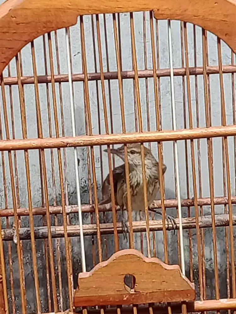 Kerak basi alis putih bunyi tp msh semaunya vor total