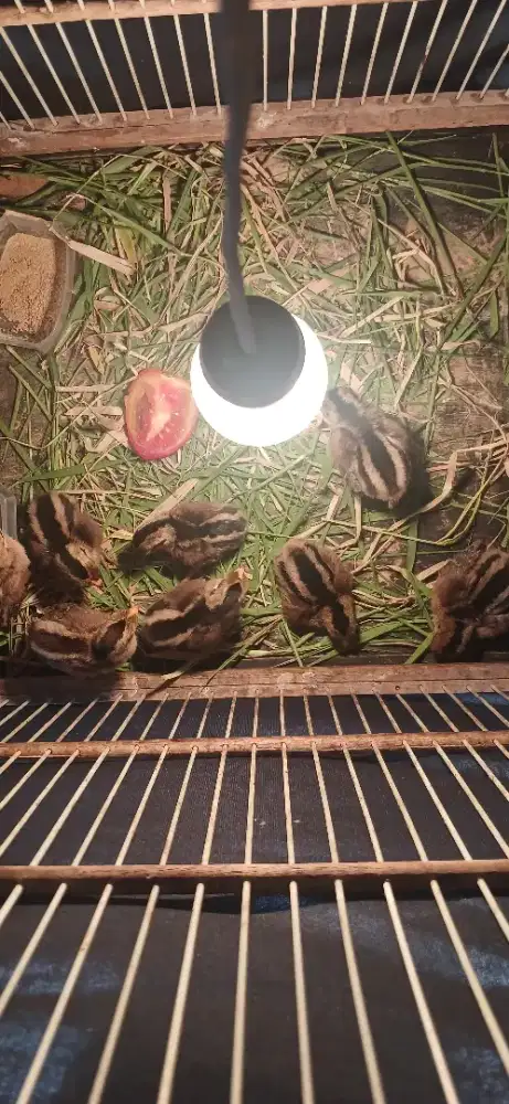 Anak ayam hutan hijau