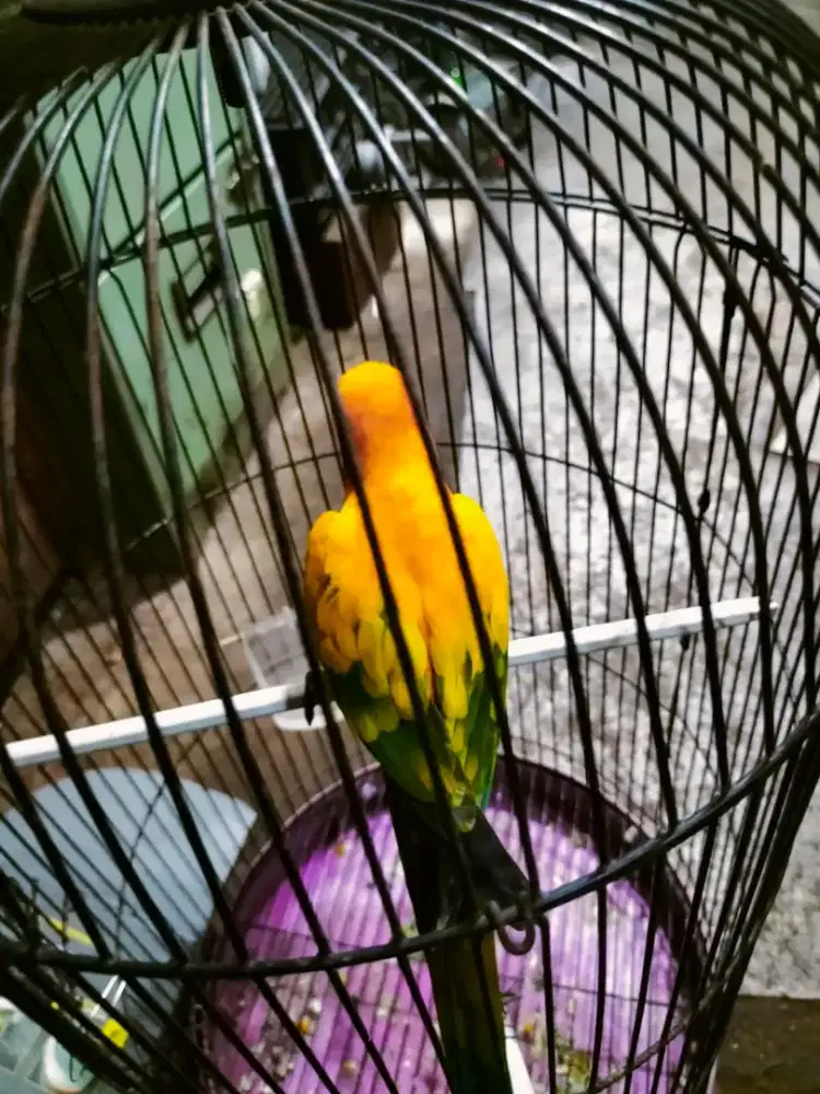 Burung Sunconure