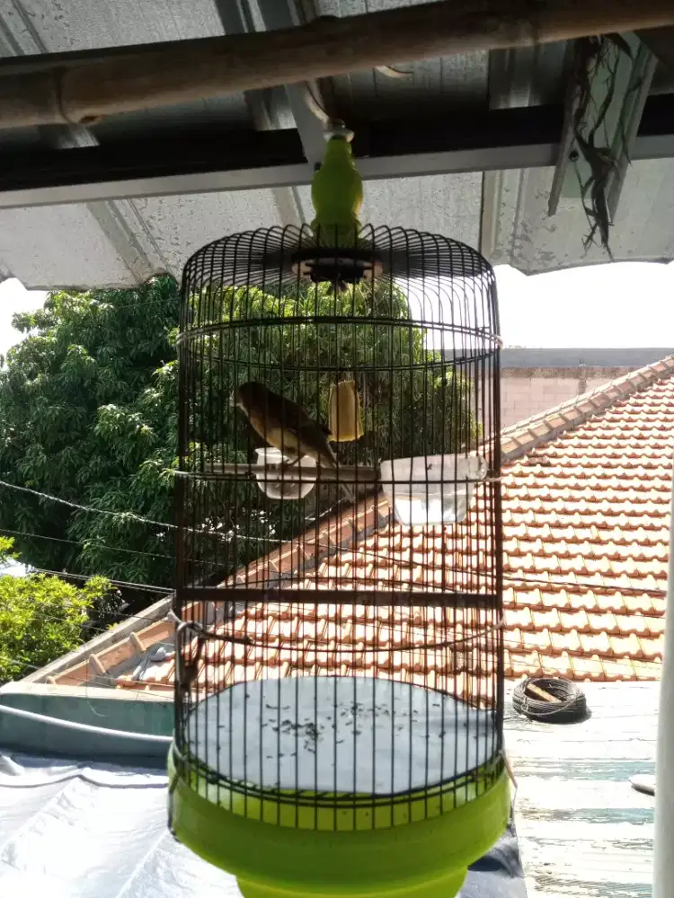 burung paud kenari warna bond