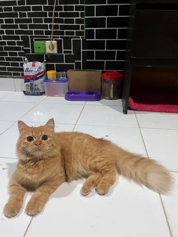 Kitten betina 5 bulan super manja