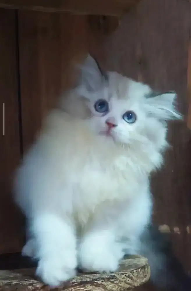 Kucing kitten ragdoll/midoll betina