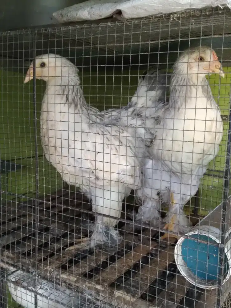 Ayam Brahma light columbia